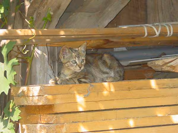 Bebe chat