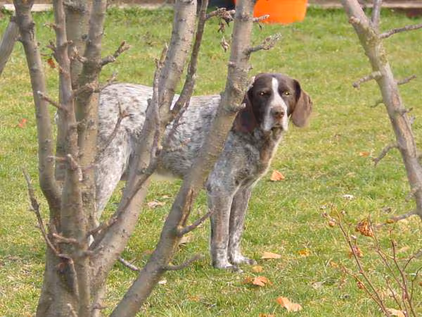 Chien