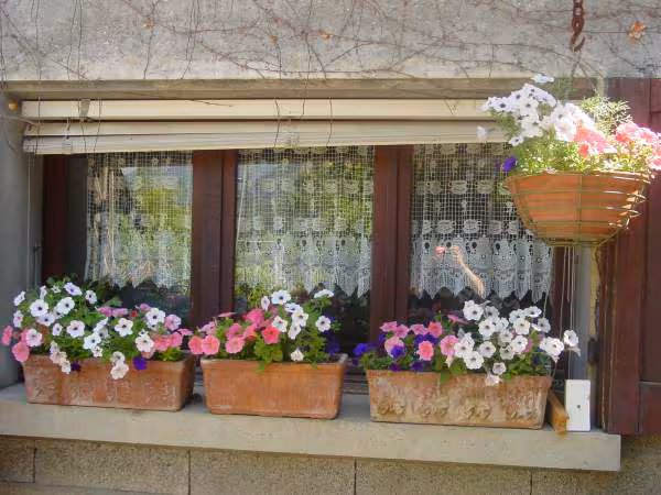 Fleurs