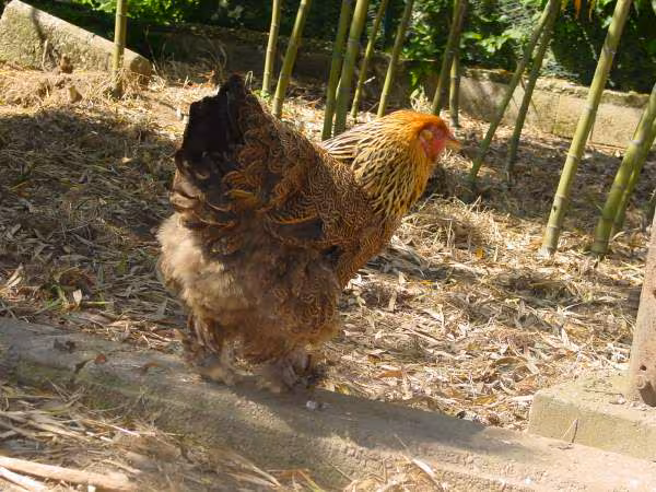 Poules