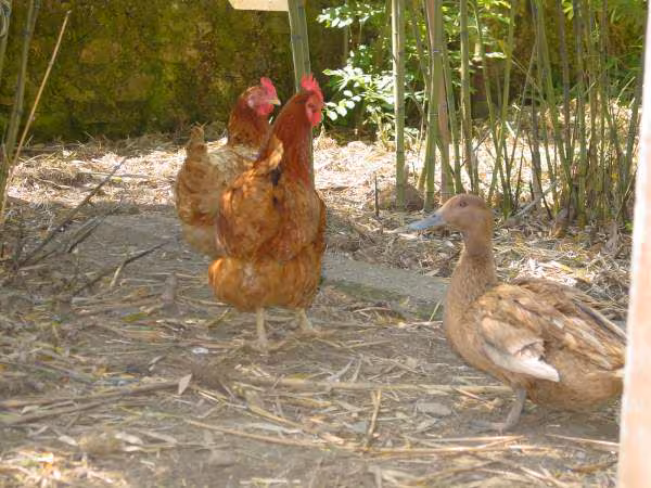 Poules