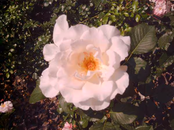 Rosier