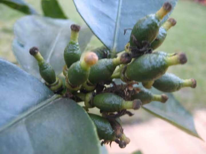 Fruits du citronnier