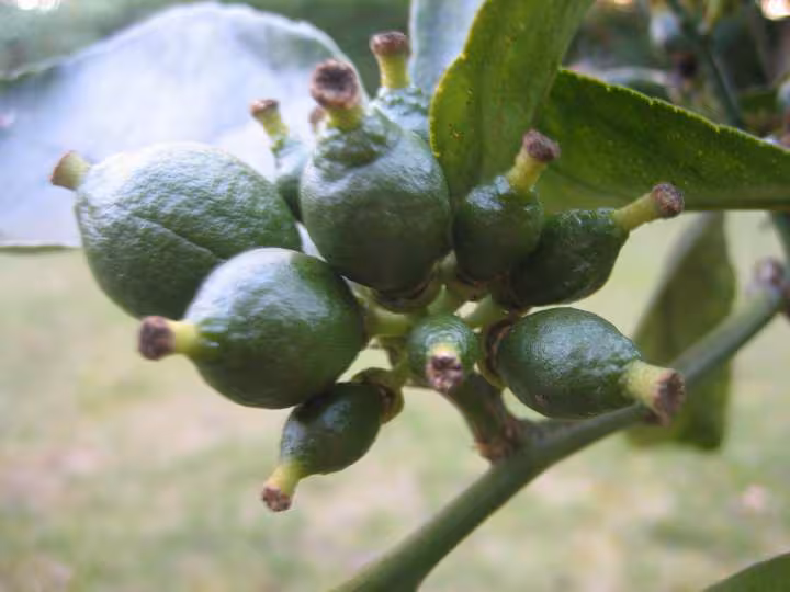 Fruits du citronnier bis