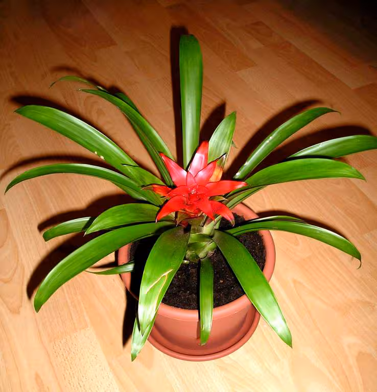Plante1
