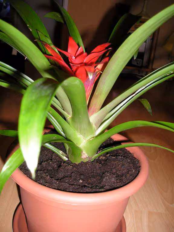Plante2