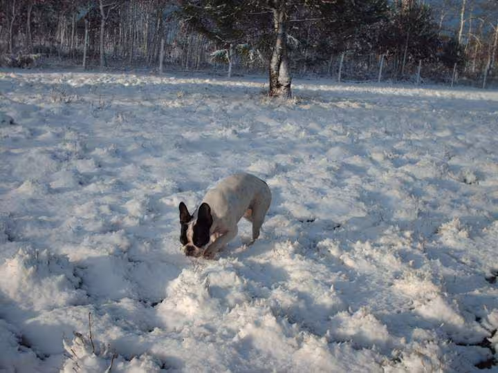 Nous aussi on a de la neige
