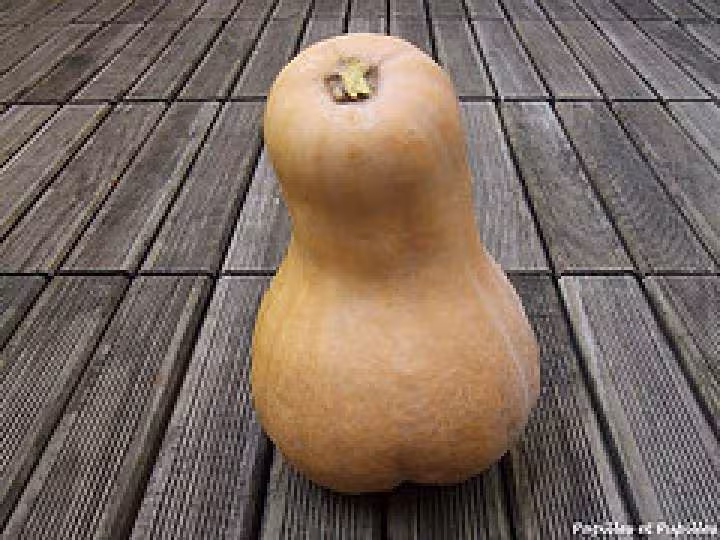Butternut courge douce