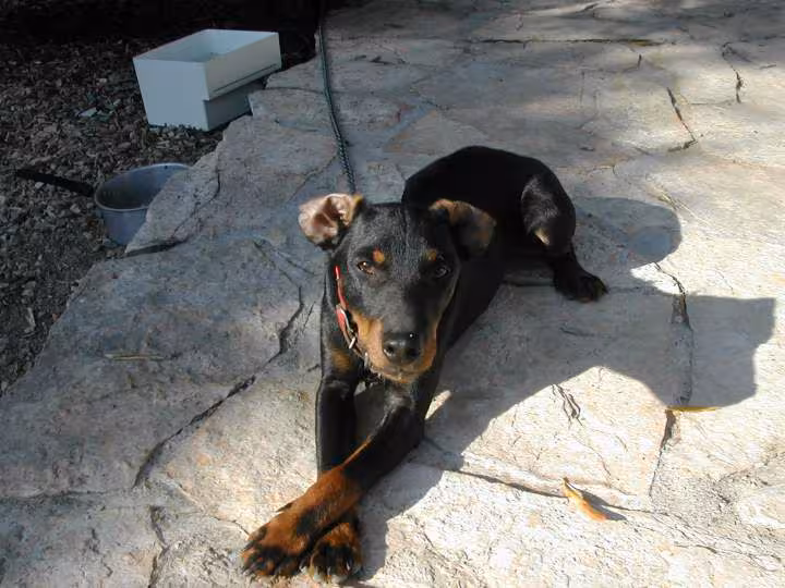 Notre nouveau copain dingo