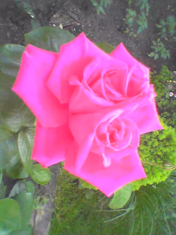 Roses siamoises
