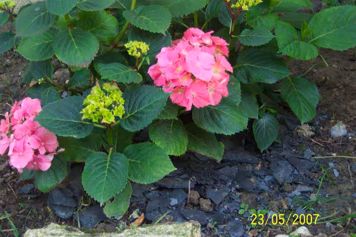 Hortensia