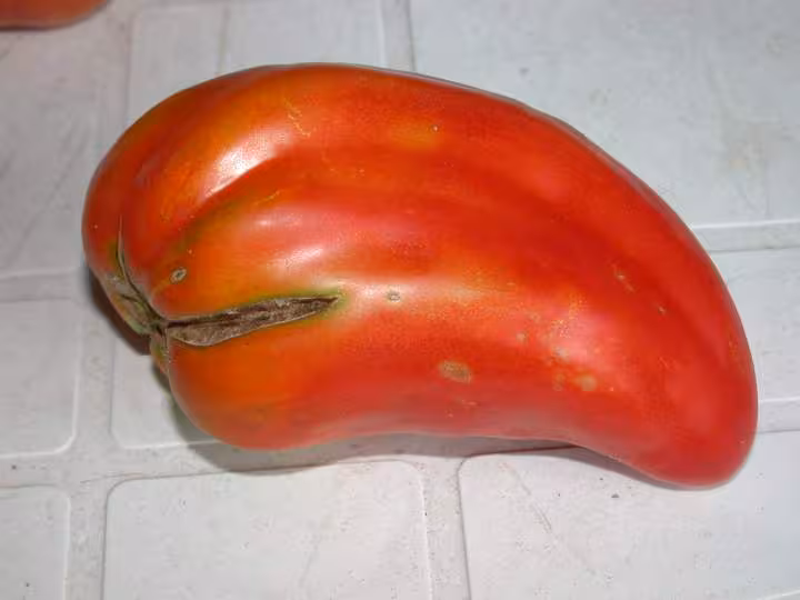 Andine cornue