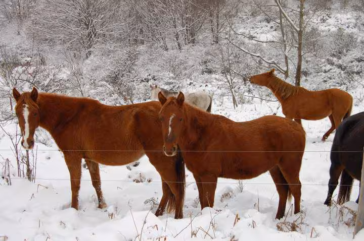 Espinouse sous la neige