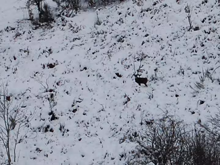 Espinouse sous la neige