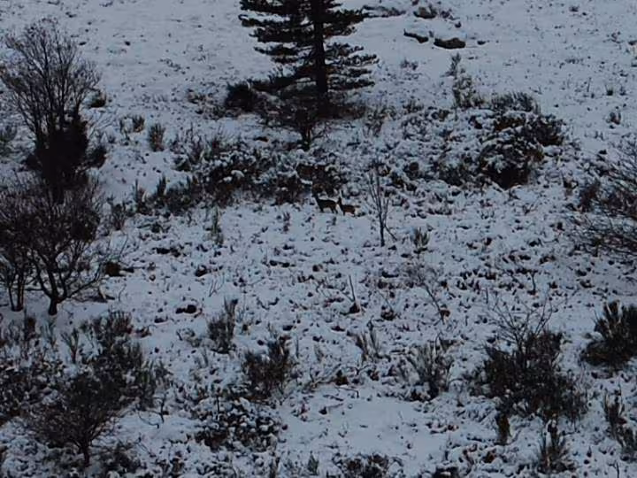 Espinouse sous la neige