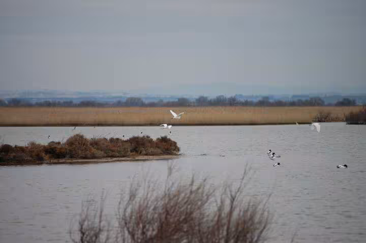 Etang de vendres