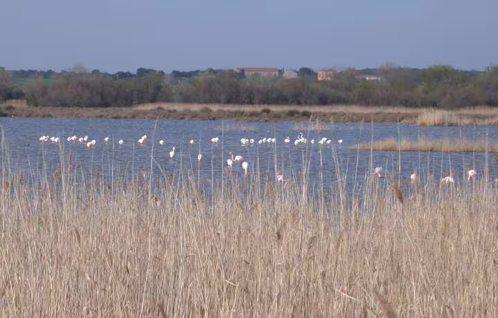 Flamants roses