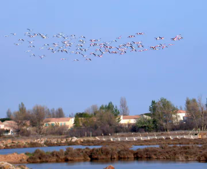 Flamants roses