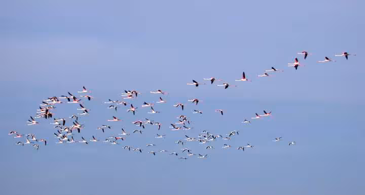 Flamants roses