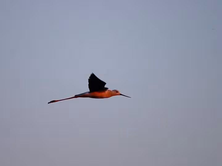 Heron cendre