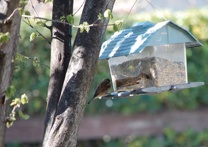 Les oiseaux du jardin