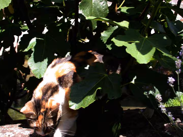 Lunas herault