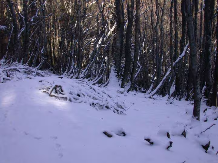 Neige