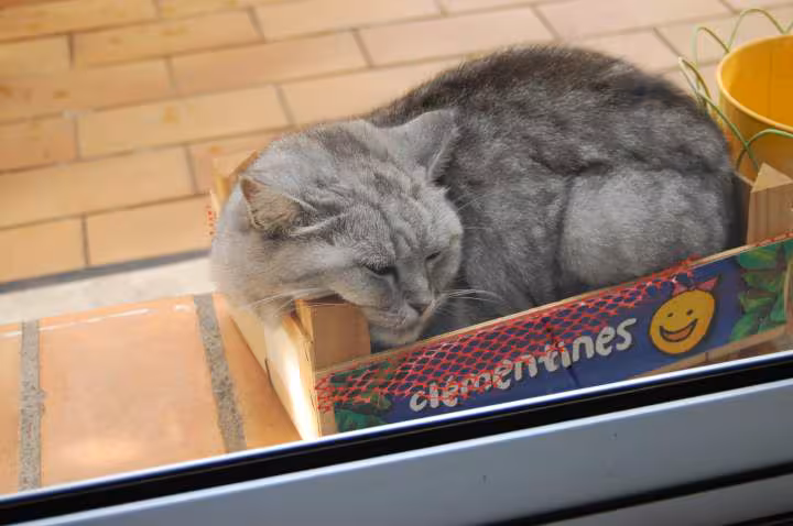 Pauvre chatte
