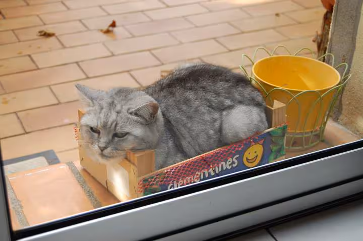 Pauvre chatte