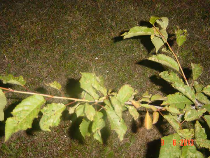 Cerisier 3