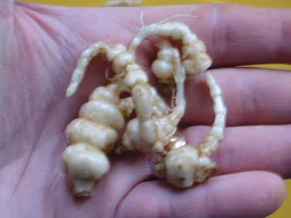 Crosnes