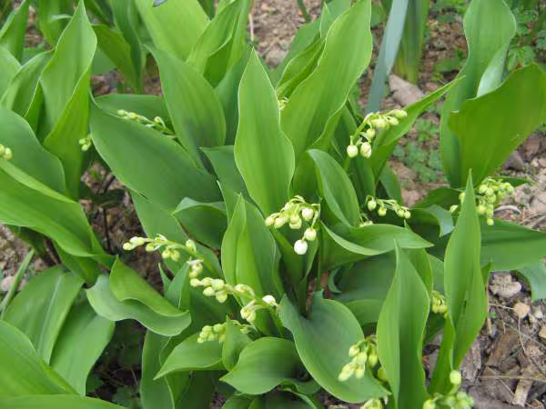 Muguet