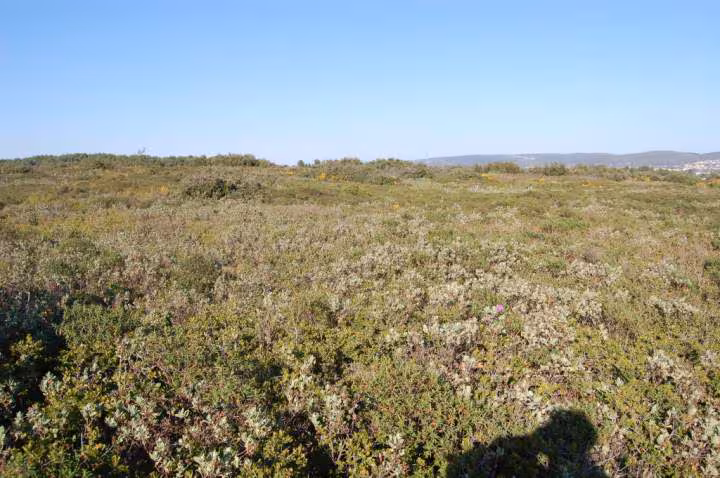 Ballade dans la garrigue