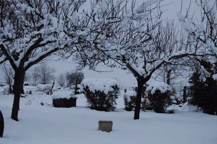 Derriere la maison sur les arbres fruitiers