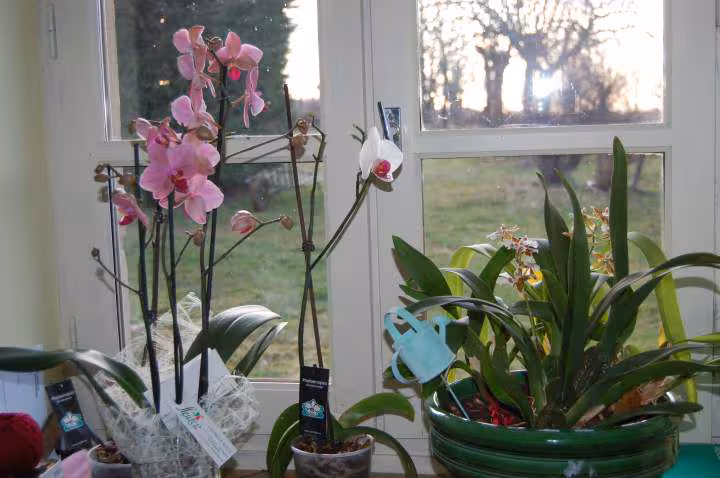 Mes orchidees