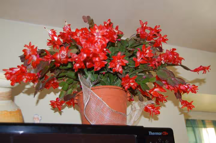 Pleine de fleurs
