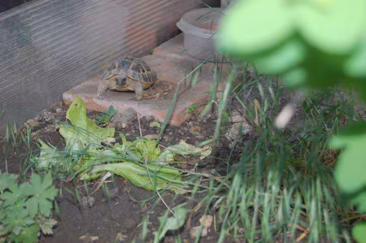 Tortue de mani