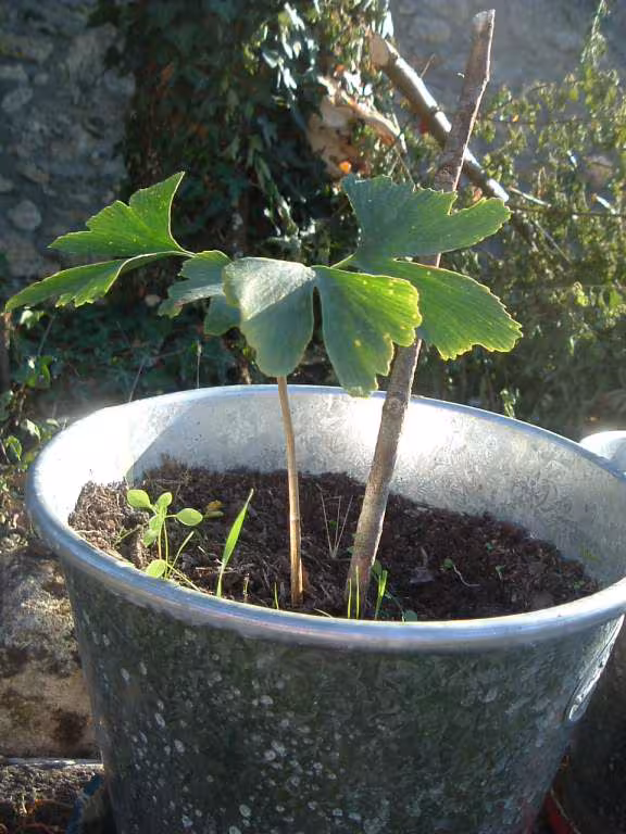 Ginkgo numero 1