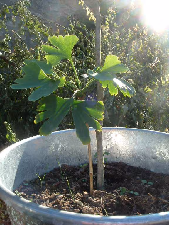 Ginkgo numero 2