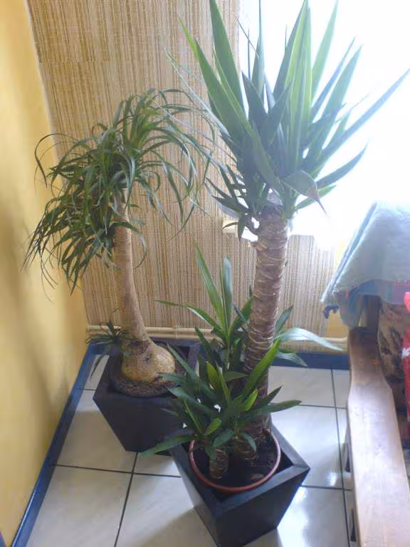 Les plantes en question