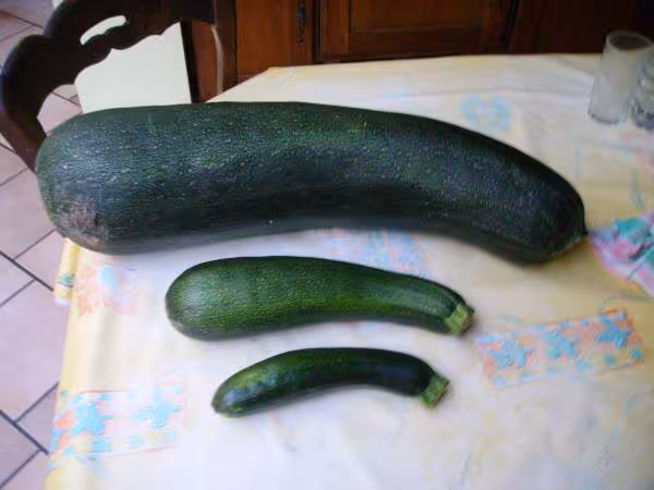 Courgettes au retour de vacances