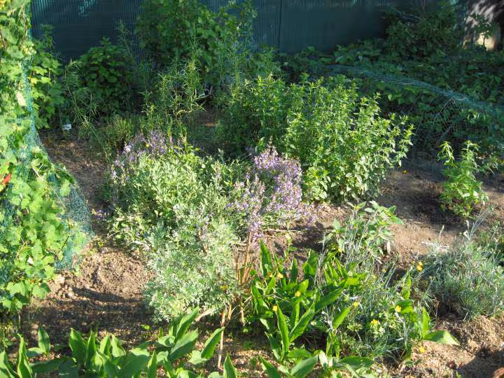 Jardin apres3