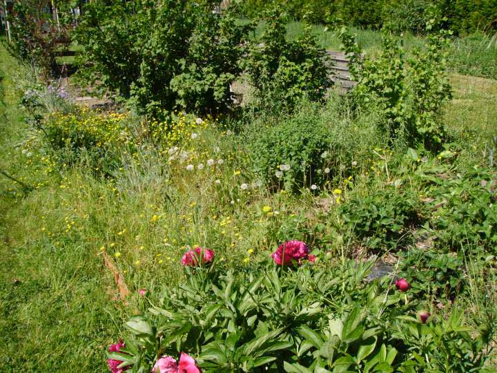 Jardin avant1