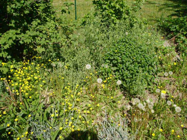 Jardin avant2