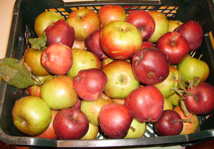 Pommes de la maman du petit