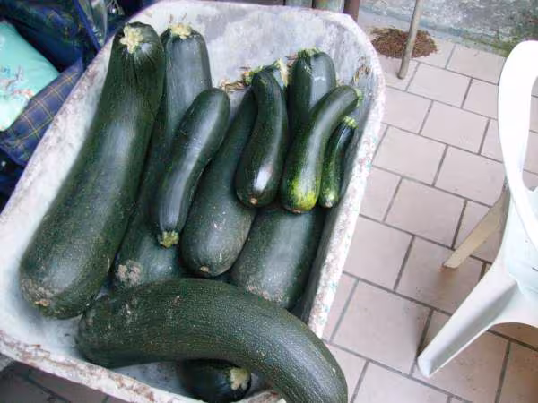 Recolte de courgette en rentrant de vacances