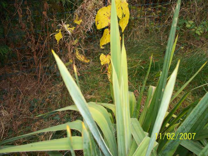 Pseudo yucca