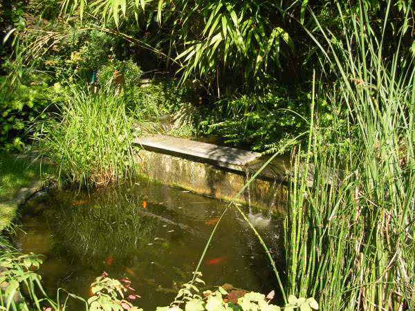 Quelques photos du jardin de papy