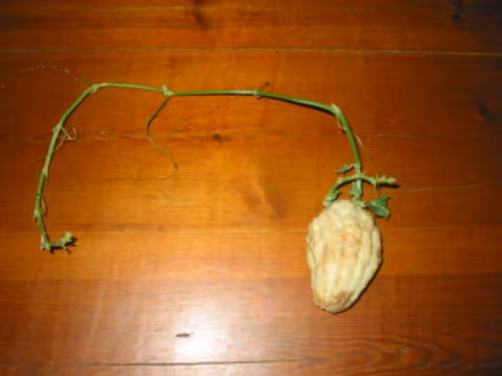 Kezako