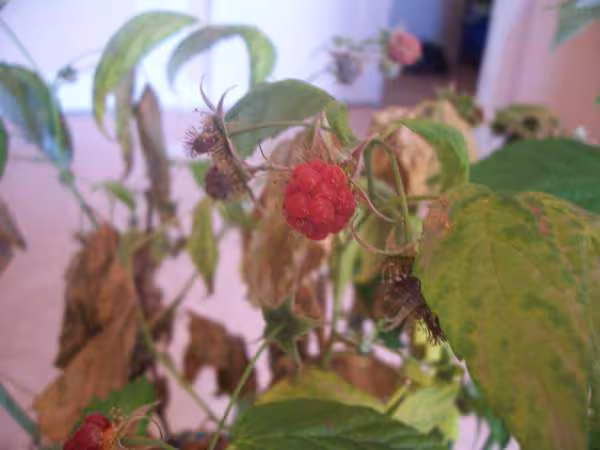 Petite framboise